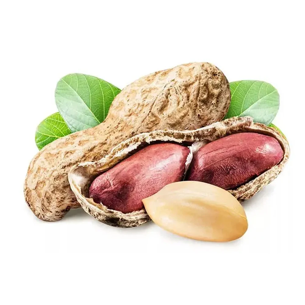 Wholesale Custom Guaranteed Quality Peanut Kernels Proper Price Raw Peanut Freshly Shelled Bulk Organic Peanuts