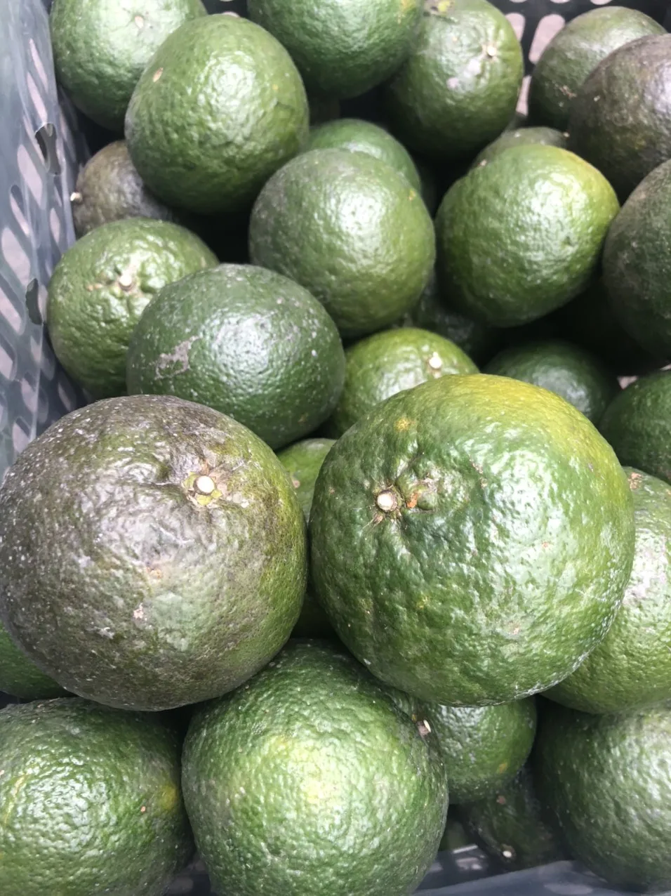 Sweet and Fresh Taste Green Skin Orange Flesh Wholesale Fresh Orange Citrus Fruit in Vietnam