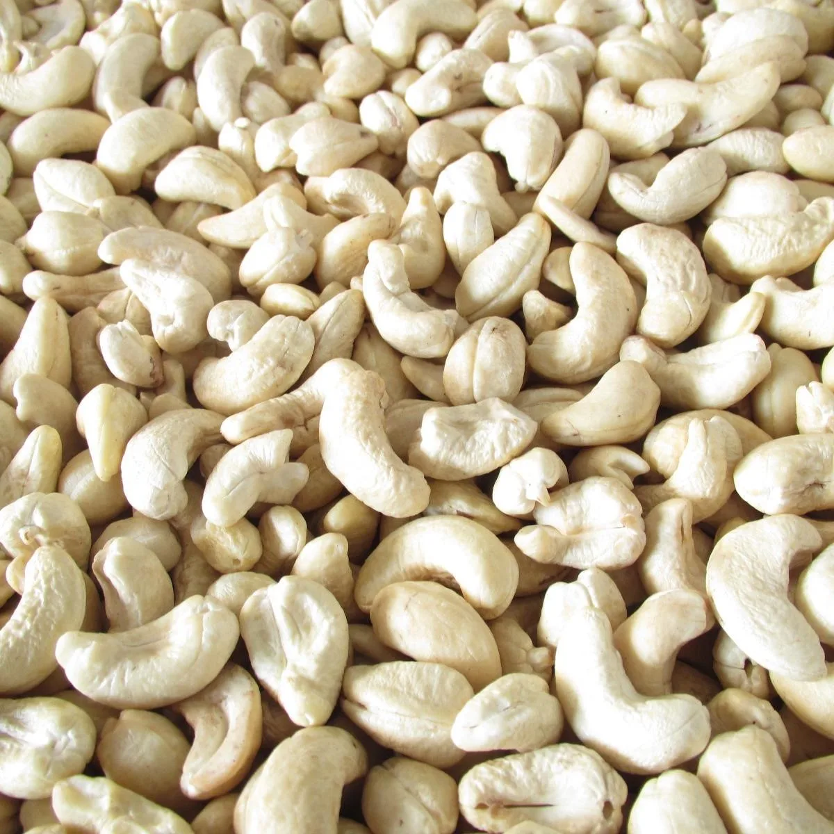 CASHEW NUTS FROM VIETNAM  CASHEW NUT WW320 WW240