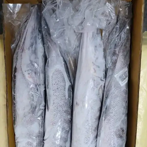 FROZEN BARRACUDA FISH WHOLE ROUND GOOD SELLING ITEM 24 MONTHS SHELF LIFE AND PERFFCET PACKING INDIAN   ORIGIN
