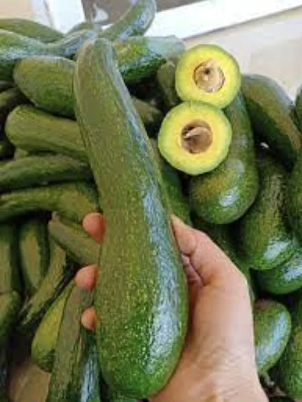 High quality cheap price fresh Avocado From Vietnam for good health packing customer label and barcode