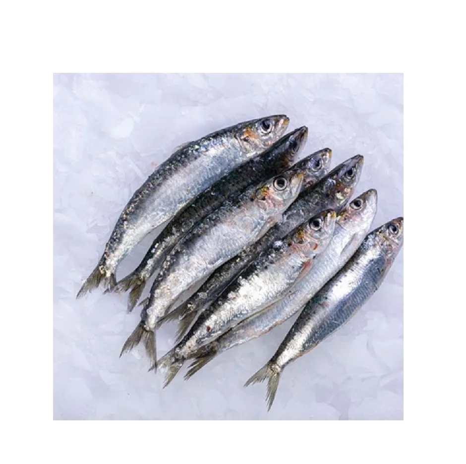 Sardine Fish Frozen Frozen Sardines Manufactures BQF Whole Round Sardine Fish