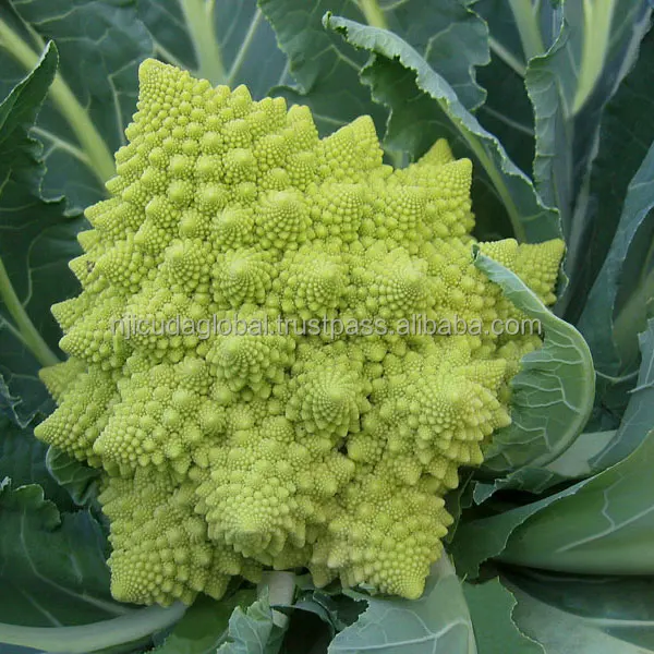 cauliflower seed.jpg