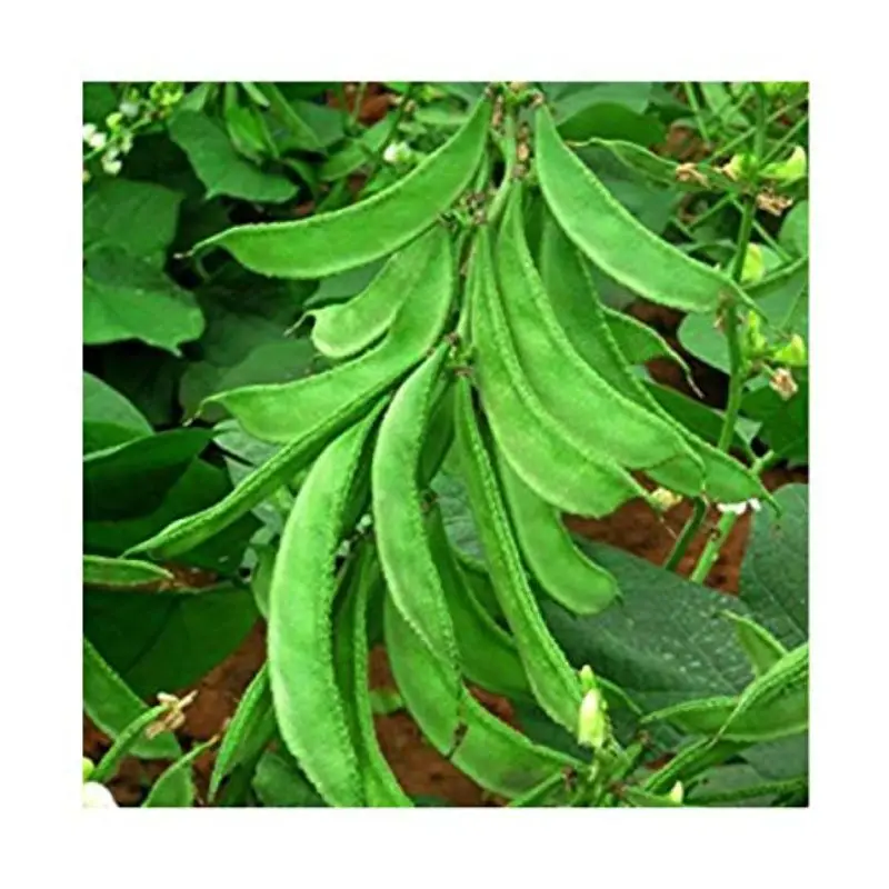 Wholesale price for Lab Beans (Sona)