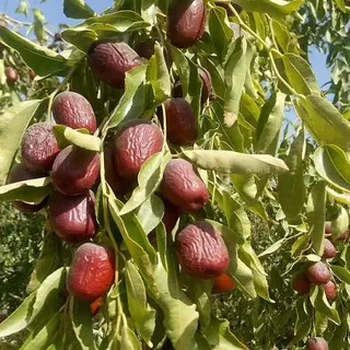 Wholesaling healthy jujube products with a pleasant feeling 100% naturally harvested at Van An Vietnam