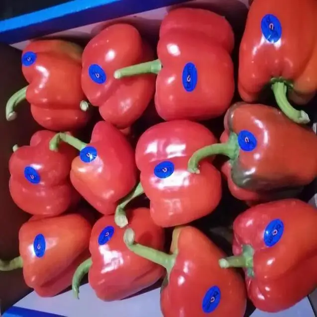 colorful capsicum
