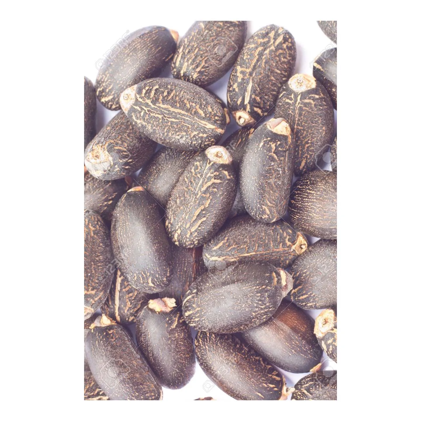 Top Grade Jatropha Seeds Wholesale Price Jatropha Seeds