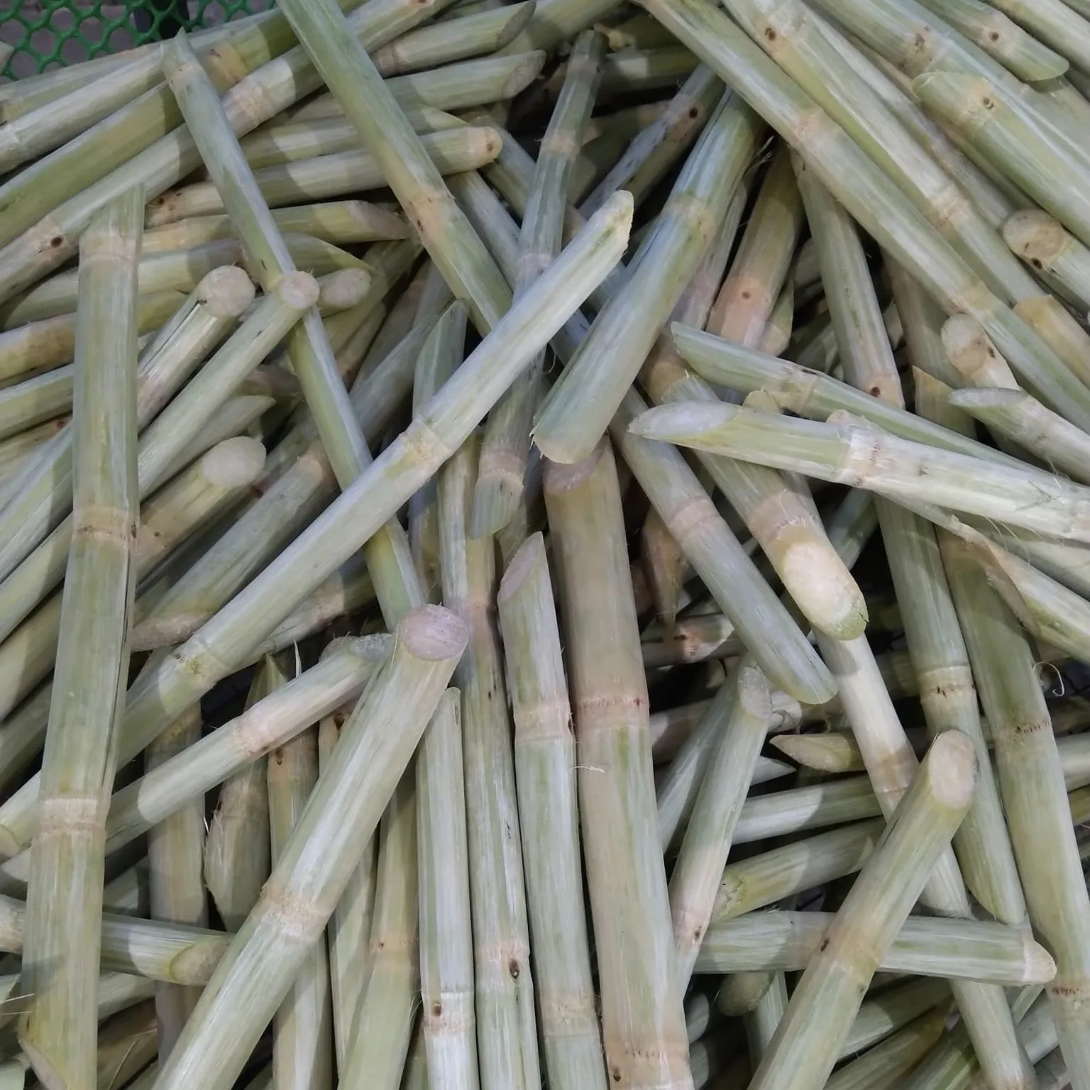 Wholesale Premium Quality Competitive Price FROZEN FRESH SUGAR CANE From Viet Nam
