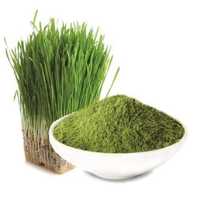Wheat Grass Powder 100% Herbal from India A good source of B vitamins and vitamin E at best wholesale rate