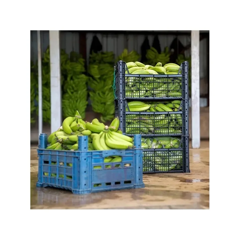 Best quality fresh green cavendish banana/ fresh banana prices from Vietnam / GREEN SKIN SWEET BANANAS