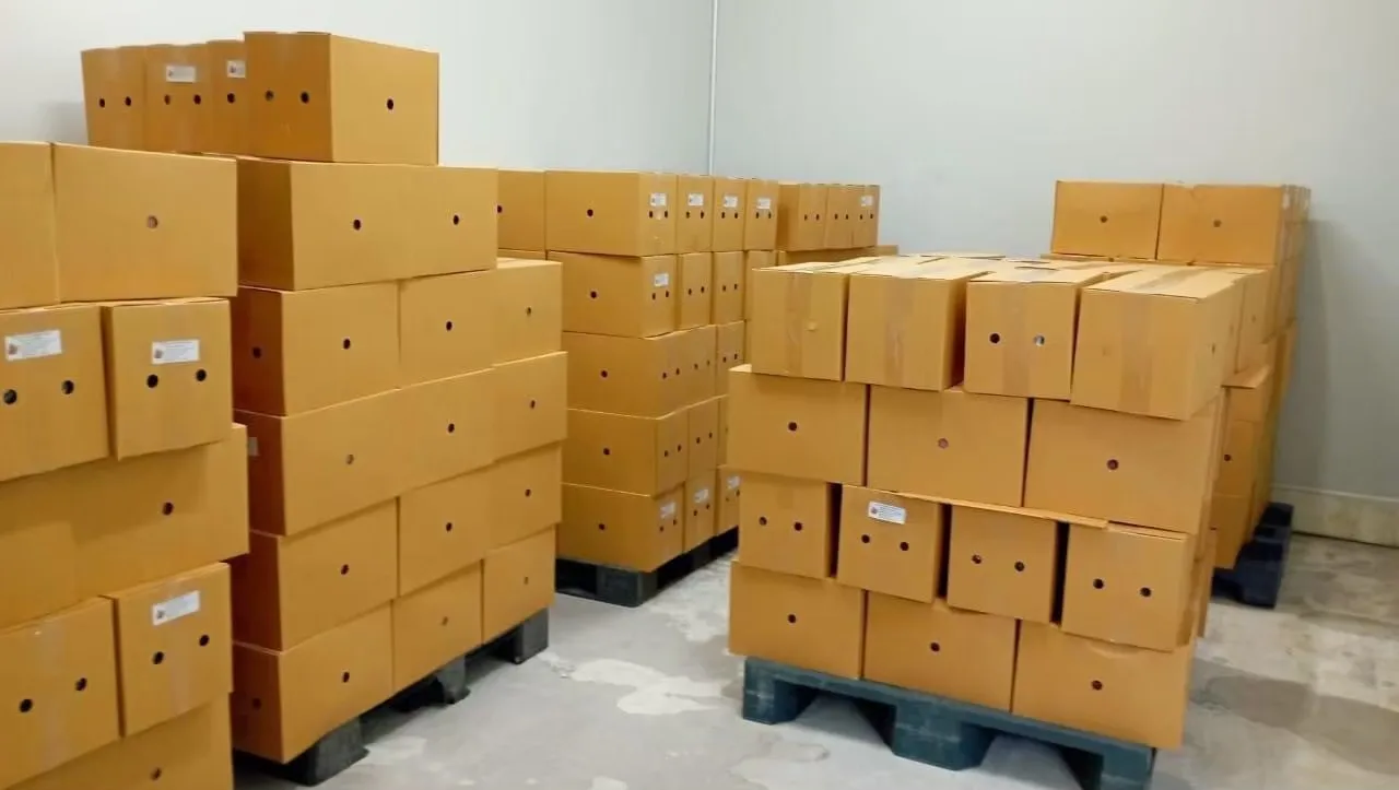 High Recommend Premium Quality with Best Seller Frozen Strawberry Agriculture Product from Thailand