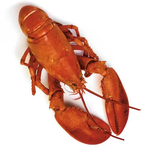 Frozen Fresh Live Green Lobster - Alive Bamboo Lobster - Live spiny lobster for sale