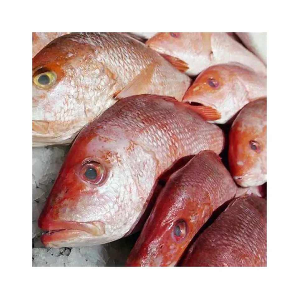 Red Snapper Best High Quality Fresh Frozen Red Snapper Fillet Skin On