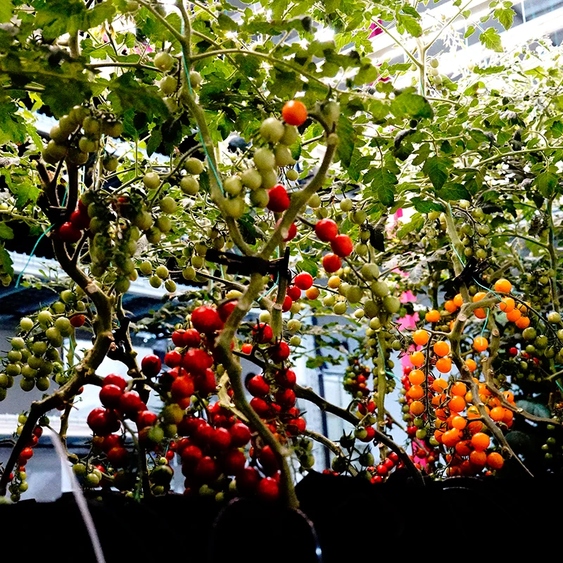 Good Heat Insulation Fashionable Prefab House Prefabricated Shipping growing chamber House For Sale