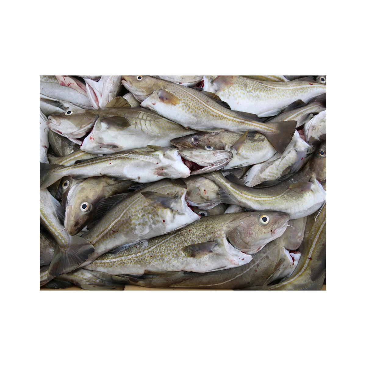 Pure Quality Fresh Atlantic cod Fish / Fillets Supplier Bulk Online Sale