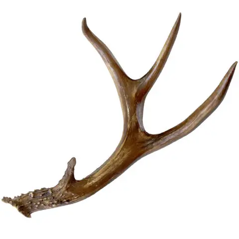 Elk Antlers for Sale