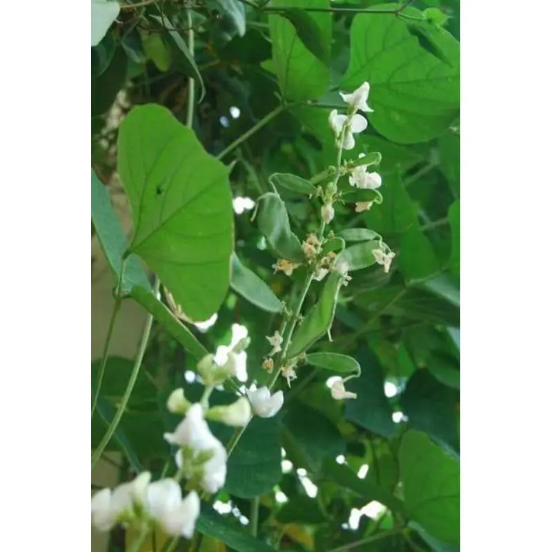 Индийские бобы свежие овощи Лидер продаж