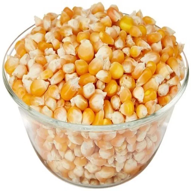 Cheap Bulk Yellow Corn Supplier