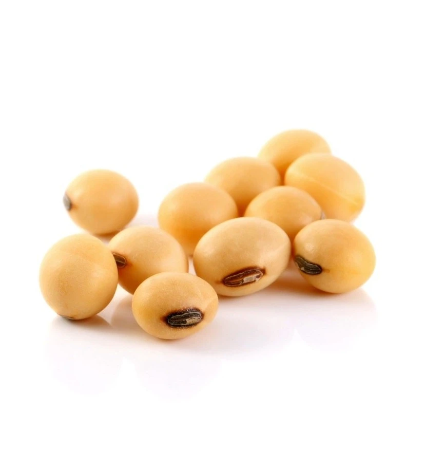 Best Quality Natural and Non  GMO Yellow Soybean Seeds / Soybean / Soya beans High Quality Canada Origin Soybeans