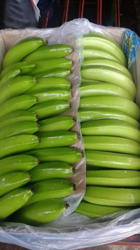 Premium Quality -Green Banana for sale - Natural fresh Bananas Newest Crop - fresh fruit export worldwide
