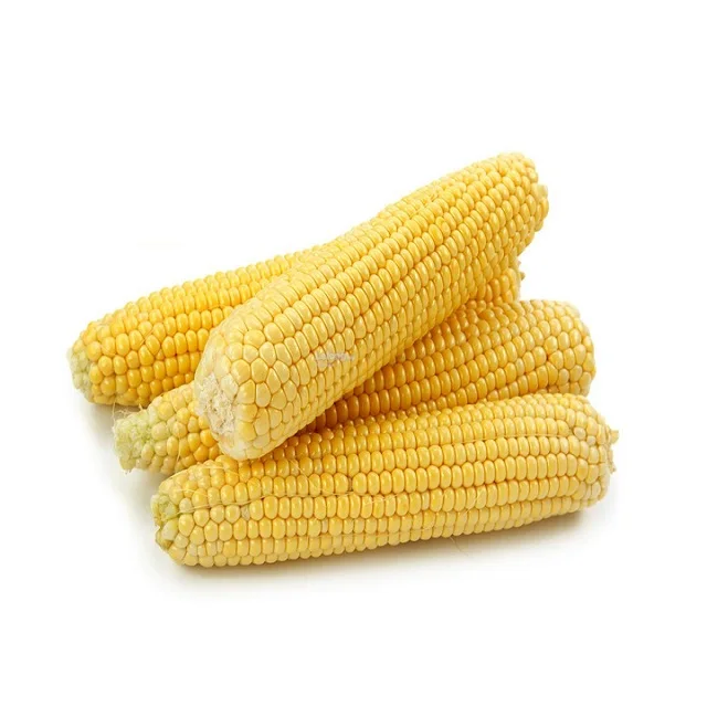 High Quality Yellow Corn White Corn/Maize for Human and Animal Feed
