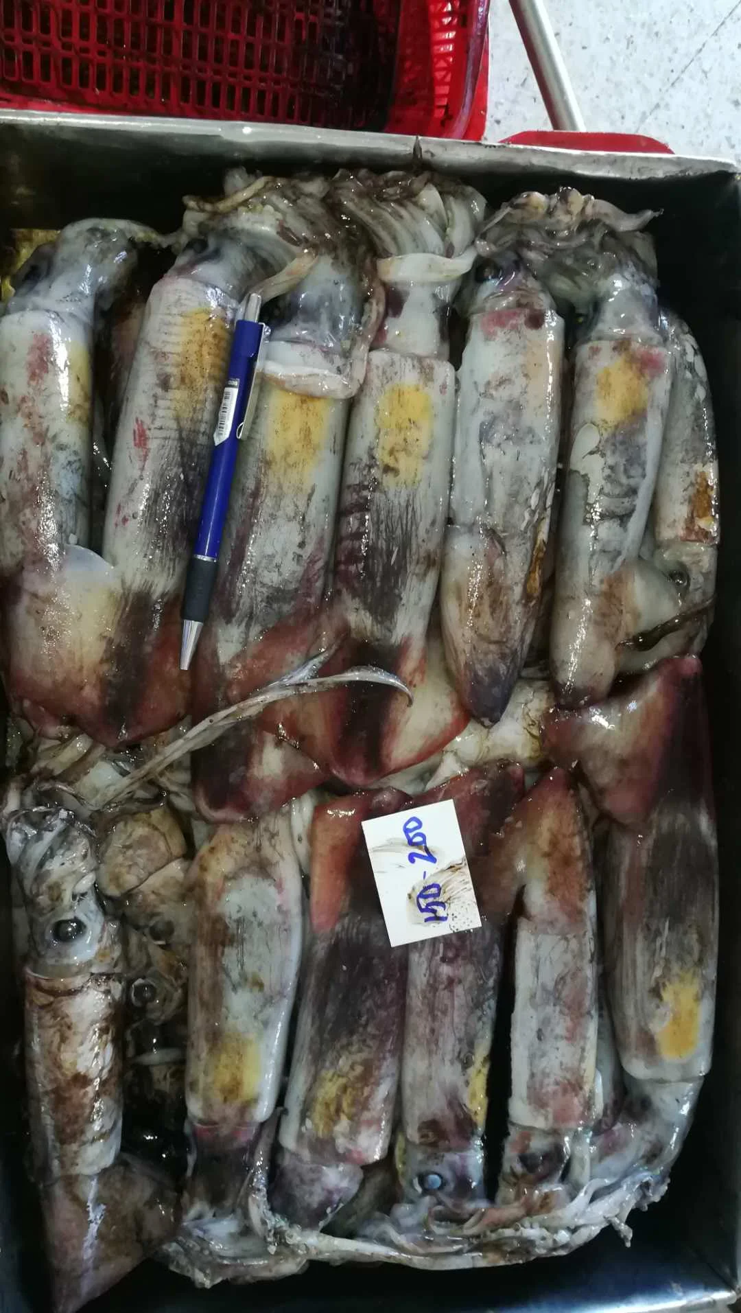 Quality Best Nature Catching Processing IQF Raw Whole Parts Fishing frozen squid Black Squid from Vietnam