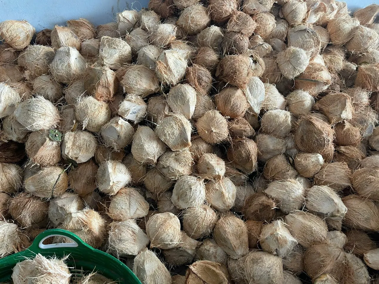MATURED COCONUT/ SEMI HUSKED COCONUT/ HUSKED COCONUT from Vietnam supplier Reasonable Price - Good quality 2024/ DC