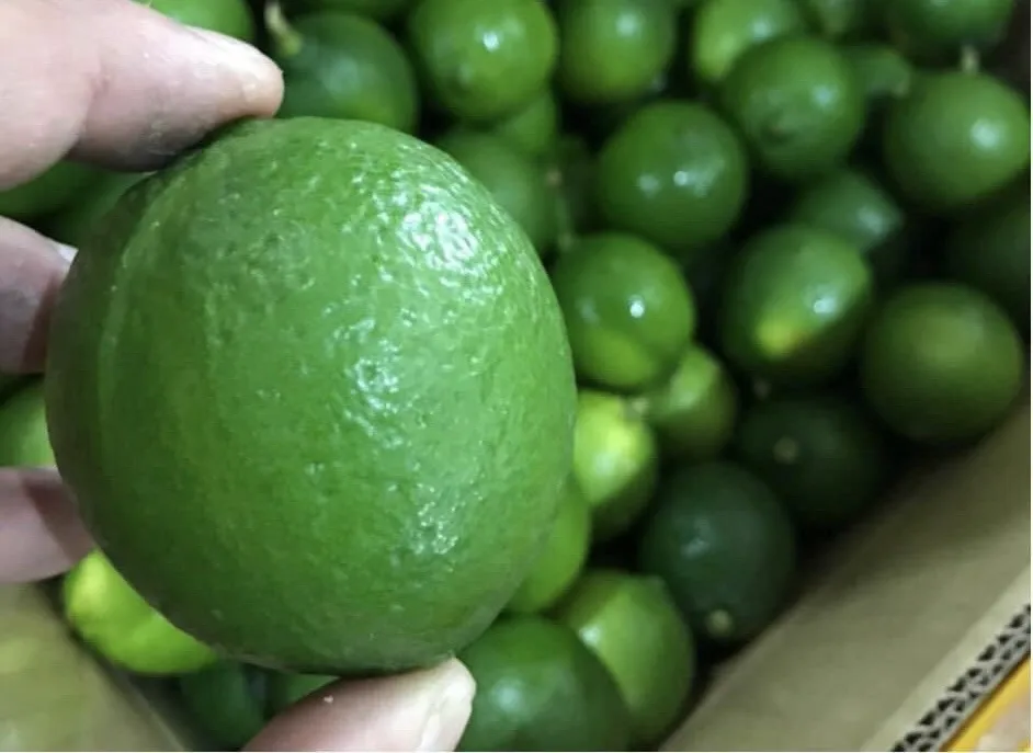Wholese High Quality New Harvest FRESH SEEDLESS LIME LEMON From Viet Nam