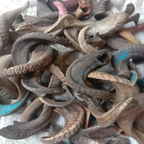 Ram Horn  Finished Ram Horn Raw Ram Horn Stocked From A Z Crafts