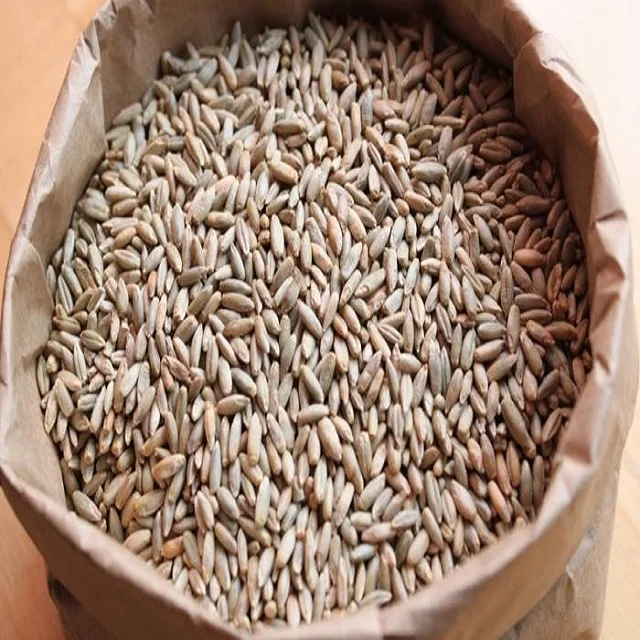 High Quality Organic Rye Grains Available For Sale