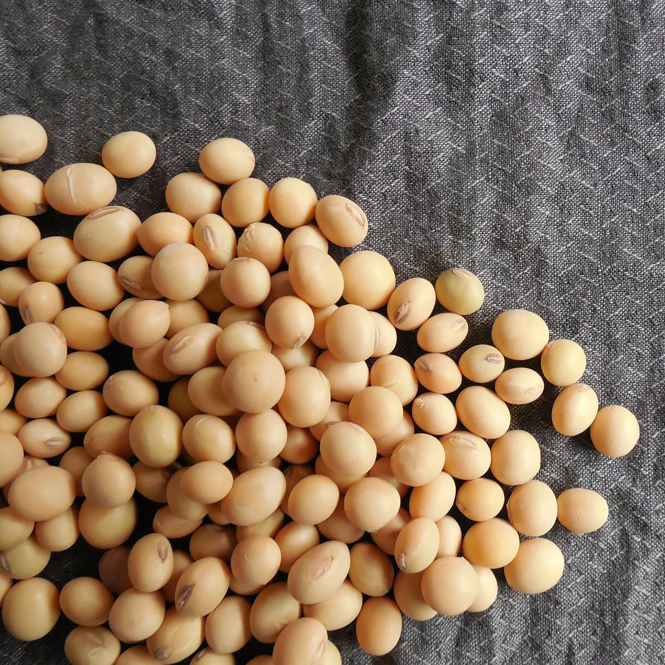 Non GMO высокое качество соевые бобы хорошего качества сырое соевое зерно в мешках