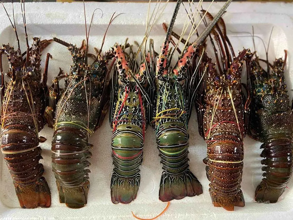 Premium Seafood Fresh and Frozen Lobster, Lobster Tails For Sale/Live Lobsters/live Spiny Lobsters