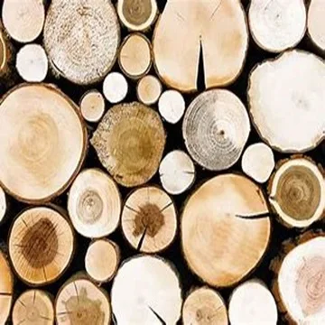 Trusted   Supplier of Timber Logs TEAK Pine Eucalyptus Oak Birch Hardwood Beech for Sale