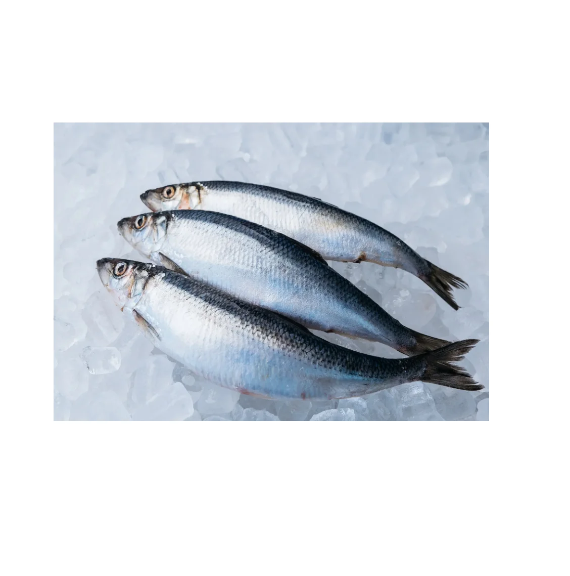 Frozen Herring Fish at Unbeatable Low Prices Perfect for Cooking Delicious Meals and Seafood Dishes