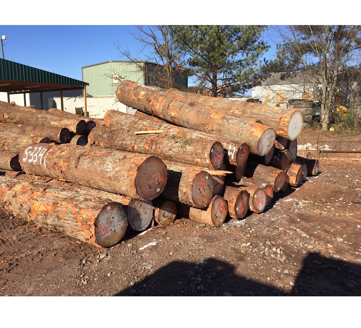 Highest Quality round Wood Logs in Cedar Teak Pine Eucalyptus from the Best Timber Sources