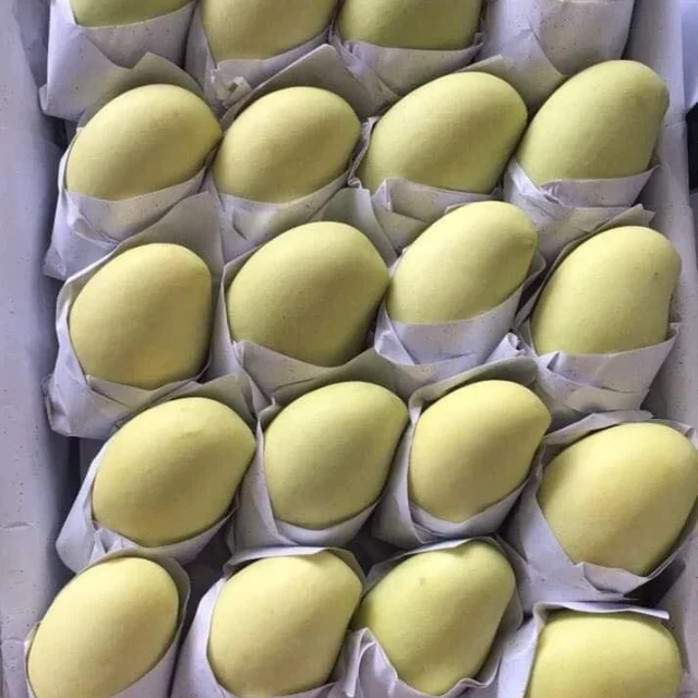 Mango Keo Best Quality Brand Supplier For Export Custom Logo Package Cheap Price Low MOQ Hot Selling From Vietnam