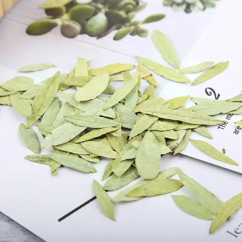 Folium Sennae / Senna Leaves