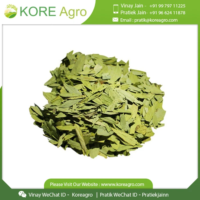 Best Quality Natural Organic Senna Leaves From Indian Supplier At Cheap Price