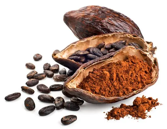 Factory price Cocoa beans