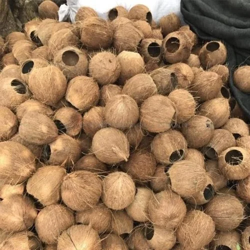 coconut shell  carbonized coconut shell natural coconut shell