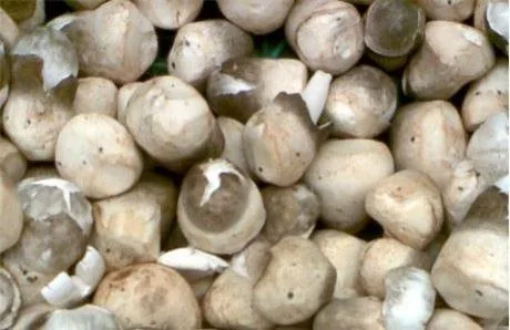 Straw Mushroom