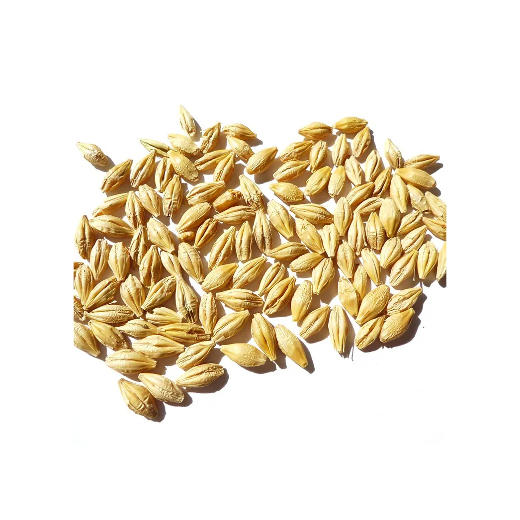 Barley Grain / Barley Malt Grain / Hulled Barley Grain At Competitive Price