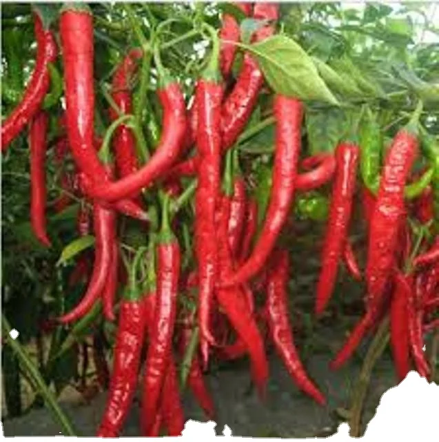 top sale and exporting verities of Green Red chilies Bird Eye chilies for High Yield production in Sachet packing material