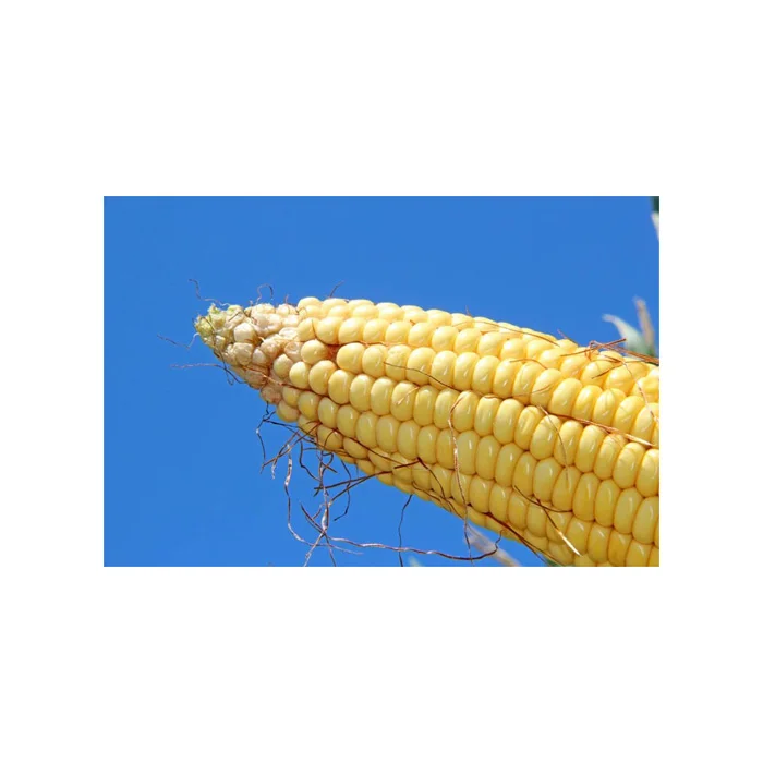 Yellow Corn for Human Consumption and animal feed at wholesale price
