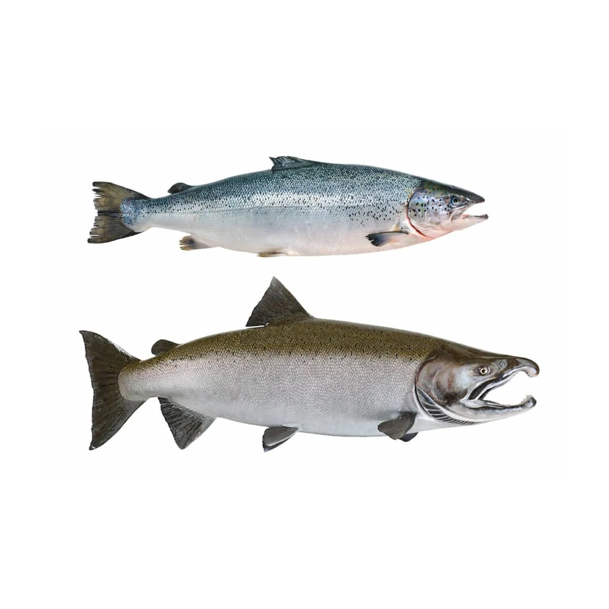 Hot sale Frozen Atlantic Salmon Fish ready for sale Farm Raised Atlantic Salmon Fillet Seafood Frozen Salmon Fish From