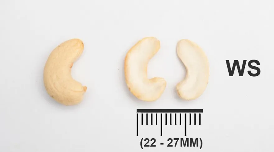 SP маленькие золотые орехи кешью из Вьетнама используемые для изготовления масла мороженого торта молока... Цена от 2 8 USD