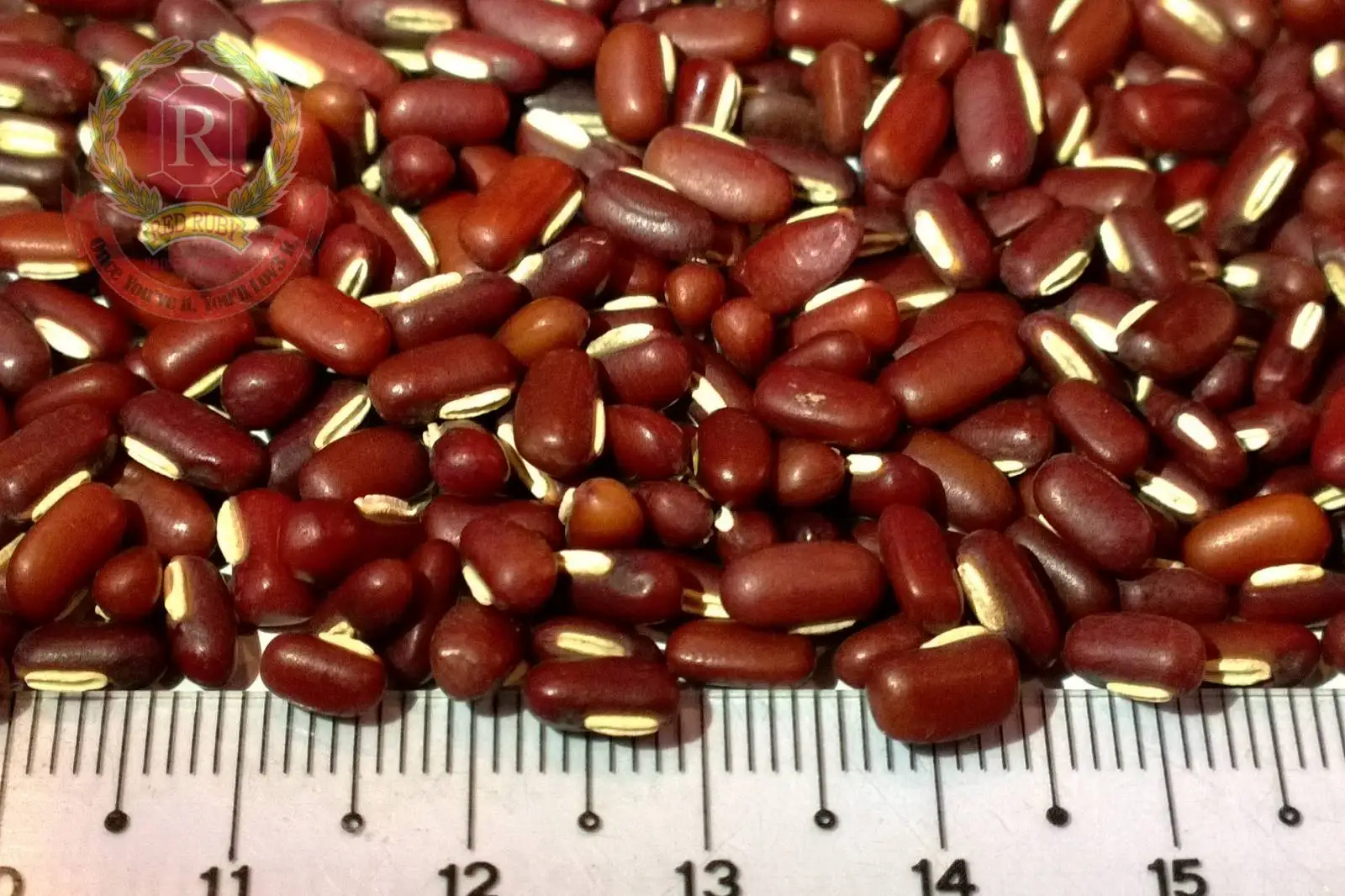Red Bamboo Bean