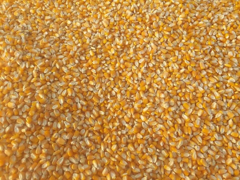 Yellow Corn Non-GMO Fit for Human Consumption and Animal Feed/Origin Thailand yellow corn for poultry feeding