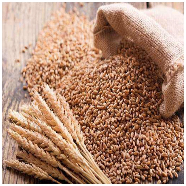 Organic Durum Wheat Grains in Bulk Best Wholesale Pricing for Food Usage