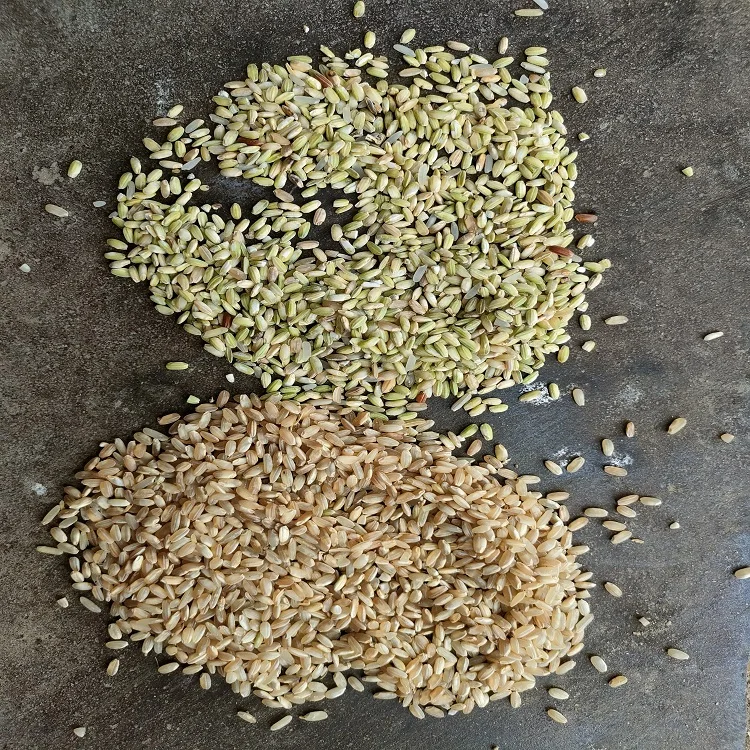 2022  LongBow Mini1  Industrial rice color sorter selector machine for rice milles